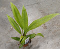 2" Custom Asst: Anthurium Vittarifolim